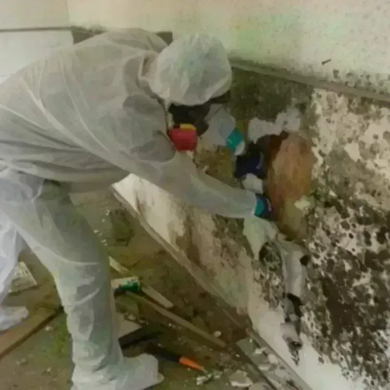 Mold Remediation and Removal in Fredericktown, OH